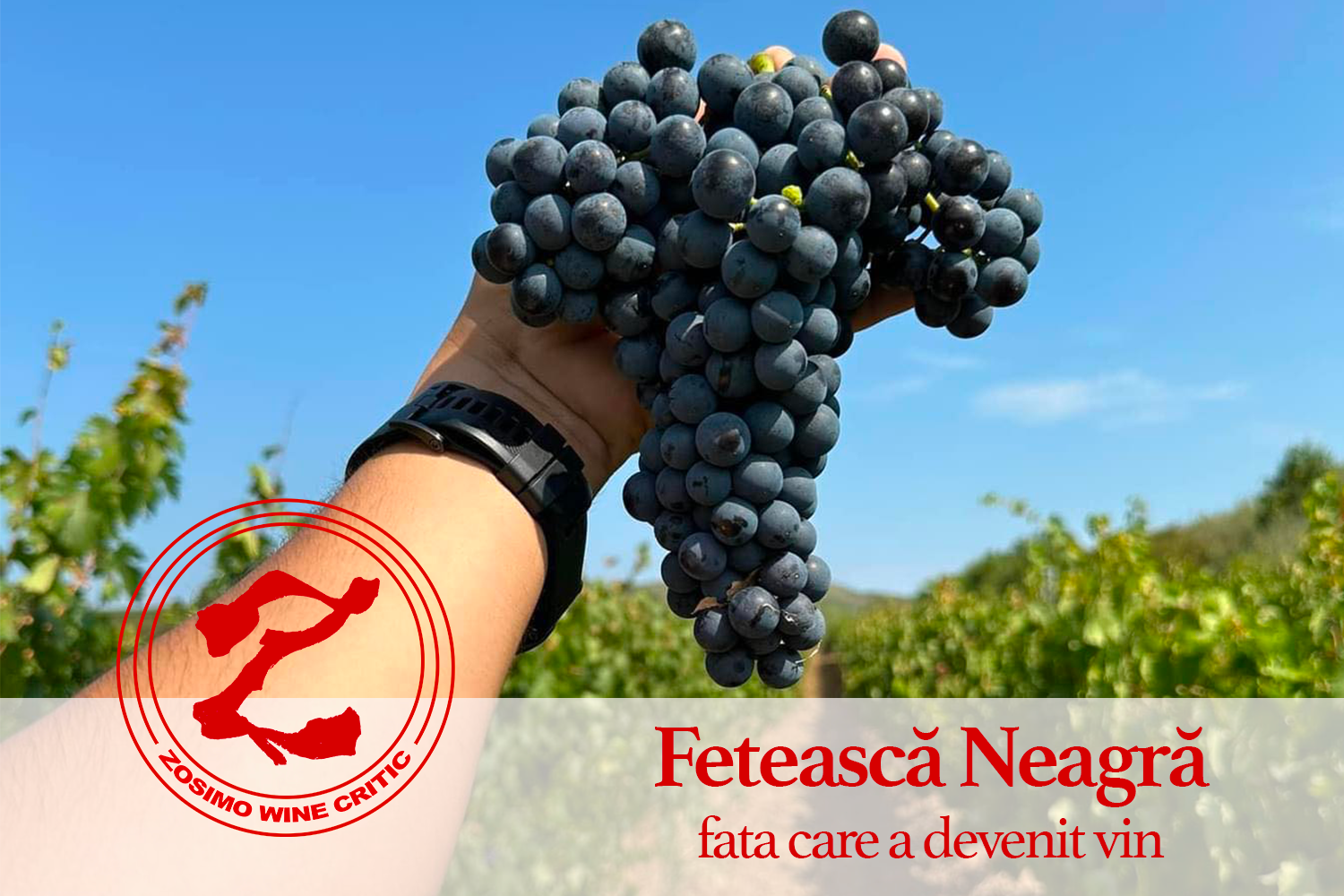 Fetească Neagră – Rădăcini dacice și eleganță contemporană